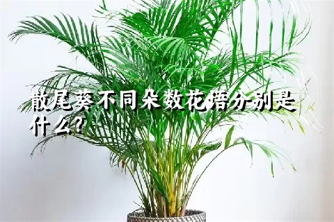 散尾葵不同朵数花语分别是什么？