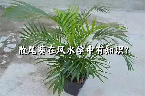 散尾葵在风水学中有知识？