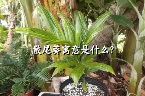 散尾葵寓意是什么？