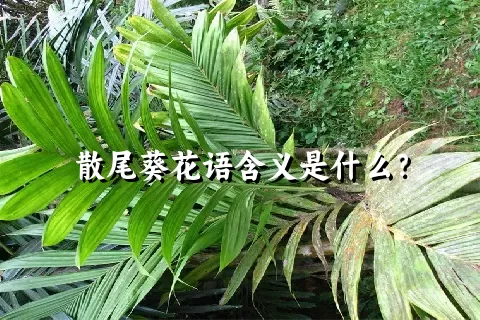 散尾葵花语含义是什么？