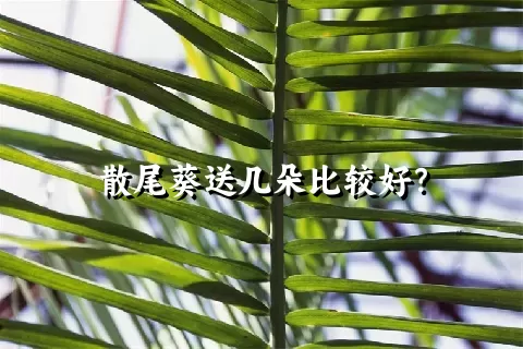 散尾葵送几朵比较好？