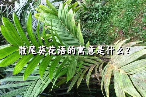 散尾葵花语的寓意是什么？