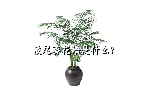 散尾葵花语是什么？