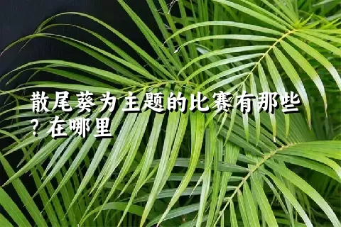 散尾葵为主题的比赛有那些？在哪里