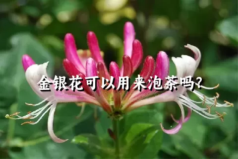 金银花可以用来泡茶吗？