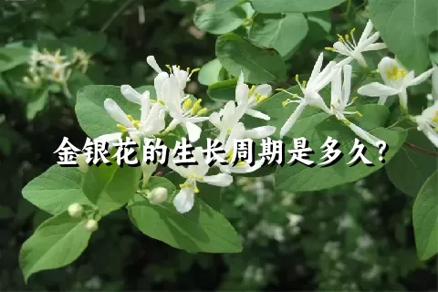 金银花的生长周期是多久？