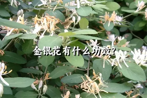 金银花有什么功效？