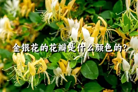 金银花的花瓣是什么颜色的？