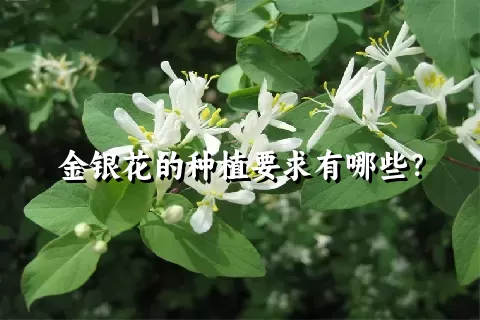 金银花的种植要求有哪些？