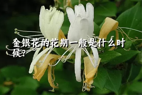 金银花的花期一般是什么时候？