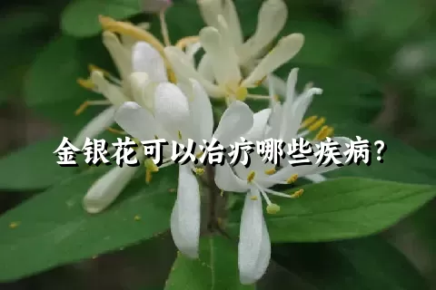 金银花可以治疗哪些疾病？