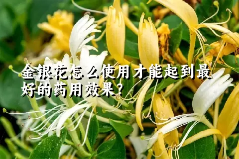 金银花怎么使用才能起到最好的药用效果？