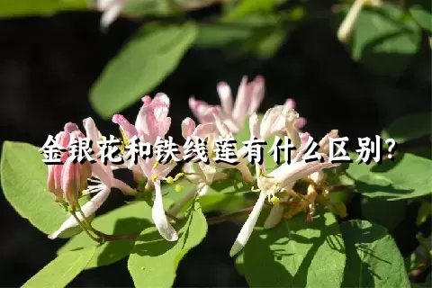 金银花和铁线莲有什么区别？