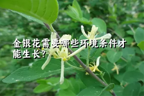 金银花需要哪些环境条件才能生长？