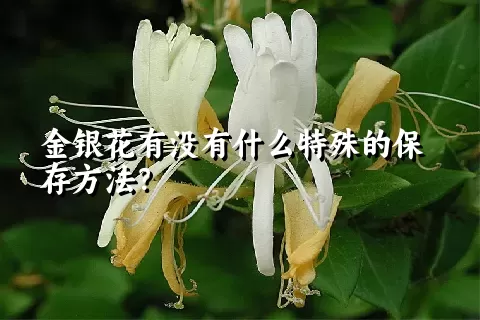 金银花有没有什么特殊的保存方法？