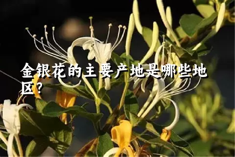 金银花的主要产地是哪些地区？