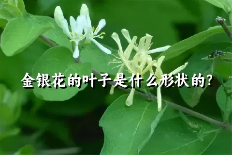 金银花的叶子是什么形状的？