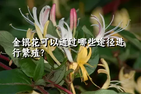 金银花可以通过哪些途径进行繁殖？