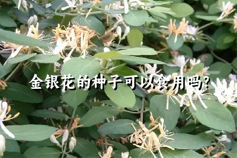 金银花的种子可以食用吗？