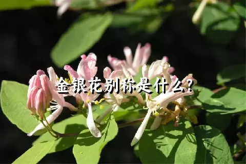 金银花别称是什么？