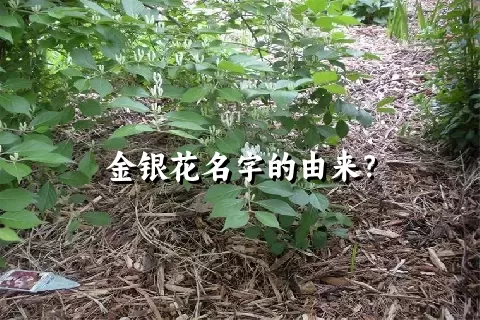 金银花名字的由来？