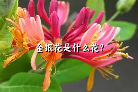 金银花是什么花？