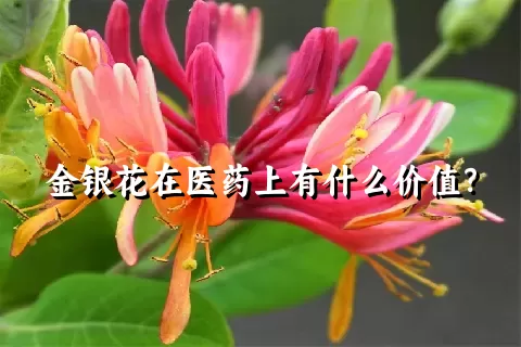 金银花在医药上有什么价值？