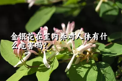 金银花在室内养对人体有什么危害吗？