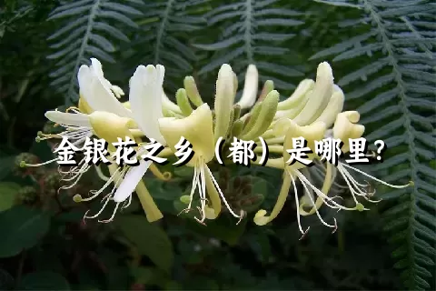 金银花之乡（都）是哪里？