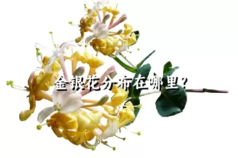 金银花分布在哪里?