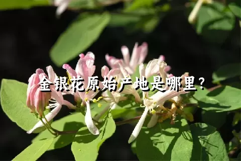 金银花原始产地是哪里？