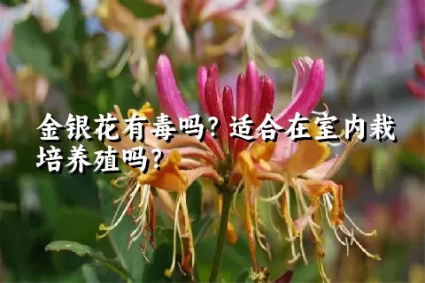 金银花有毒吗？适合在室内栽培养殖吗？