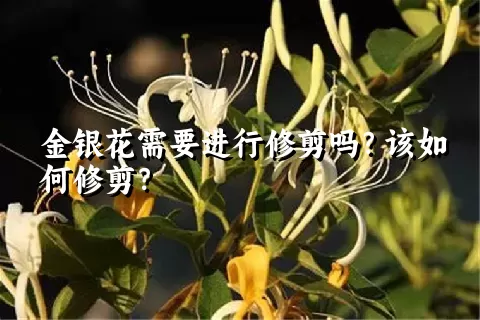 金银花需要进行修剪吗？该如何修剪？