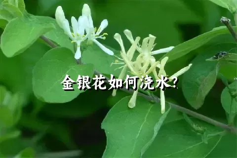 金银花如何浇水？