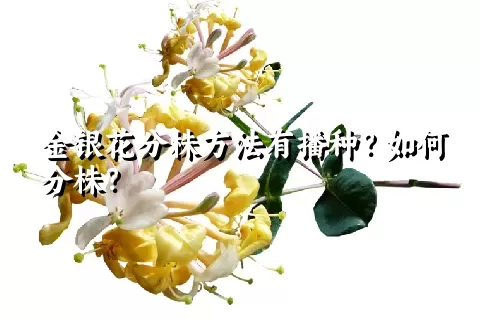 金银花分株方法有播种？如何分株？