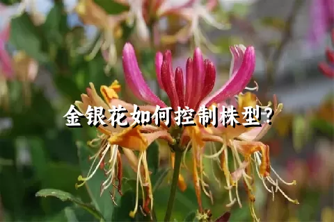 金银花如何控制株型？