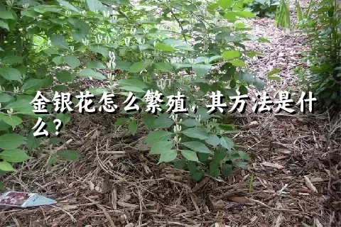 金银花怎么繁殖，其方法是什么？