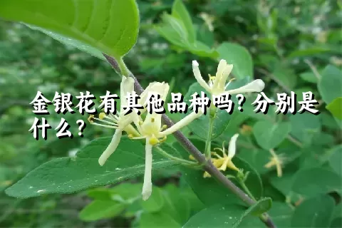 金银花有其他品种吗？分别是什么？