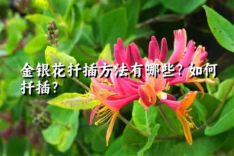 金银花扦插方法有哪些？如何扦插？