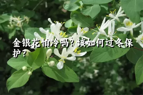 金银花怕冷吗？该如何过冬保护？