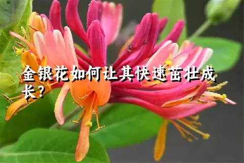 金银花如何让其快速茁壮成长？