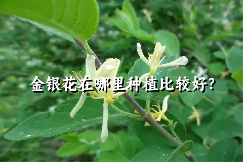 金银花在哪里种植比较好？