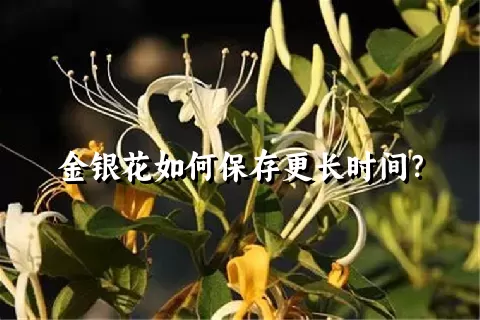 金银花如何保存更长时间？