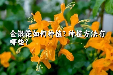 金银花如何种植？种植方法有哪些？