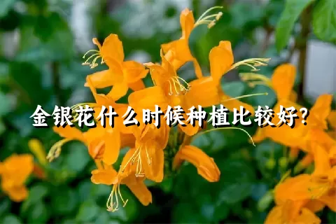 金银花什么时候种植比较好？