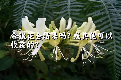 金银花会结果吗？或其他可以收获的？