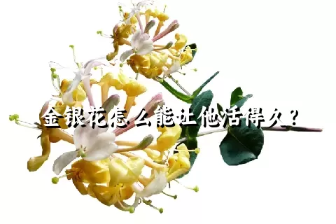 金银花怎么能让他活得久？