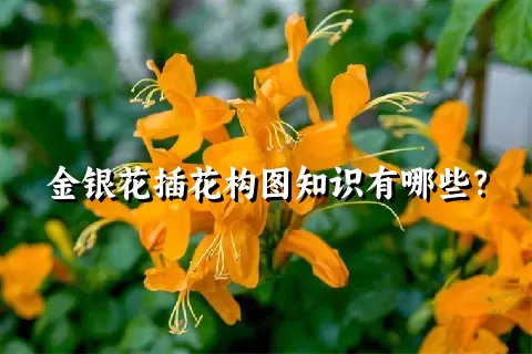 金银花插花构图知识有哪些？