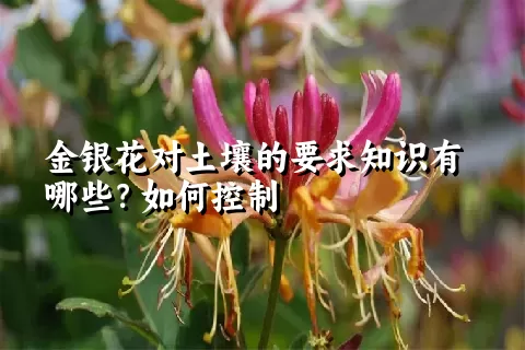 金银花对土壤的要求知识有哪些？如何控制