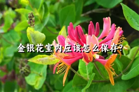 金银花室内应该怎么保存？